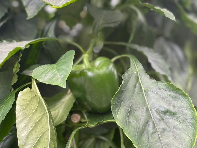 栽培中のピーマン