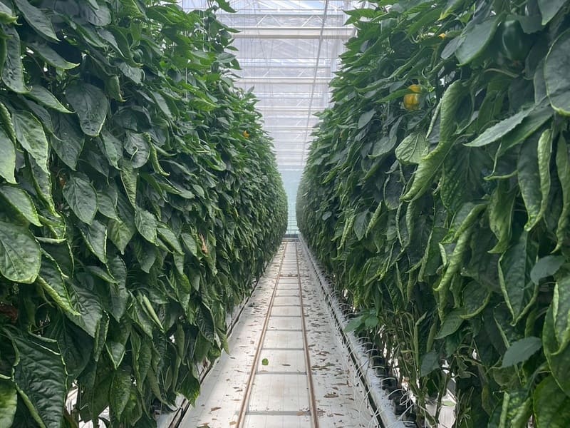 ハウス内の様子